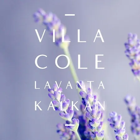 Mel, Lavanta, Kalkan